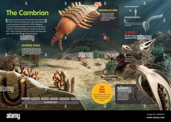 What creatures lived during the Cambrian?
