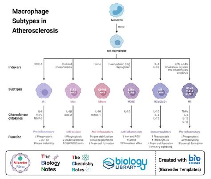 What cytokines do M2 macrophages secrete?