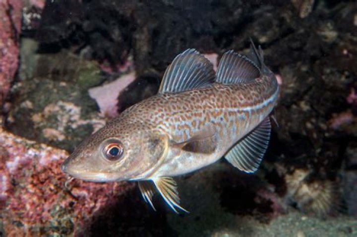 What depths do cod live in?