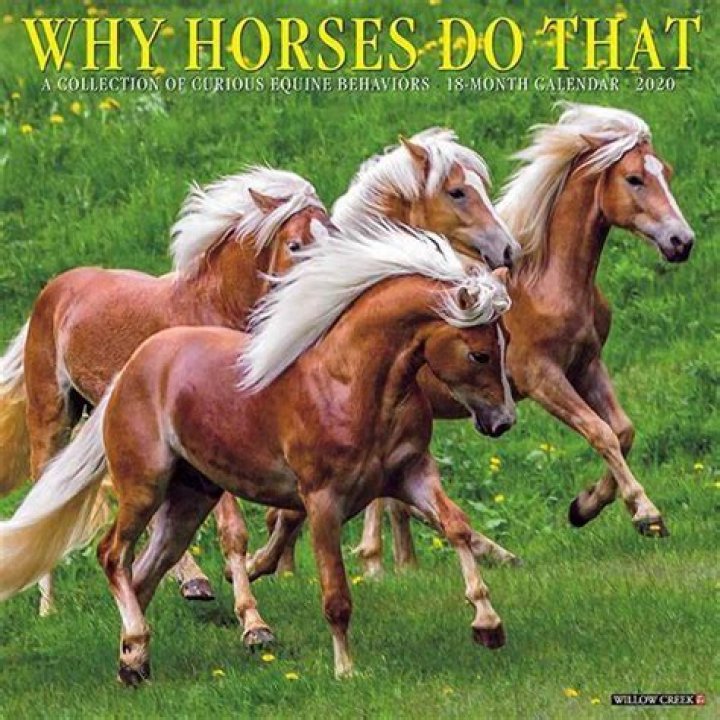 What do you call a blue horse?