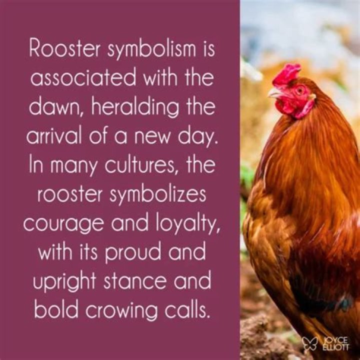 What does being a rooster mean?