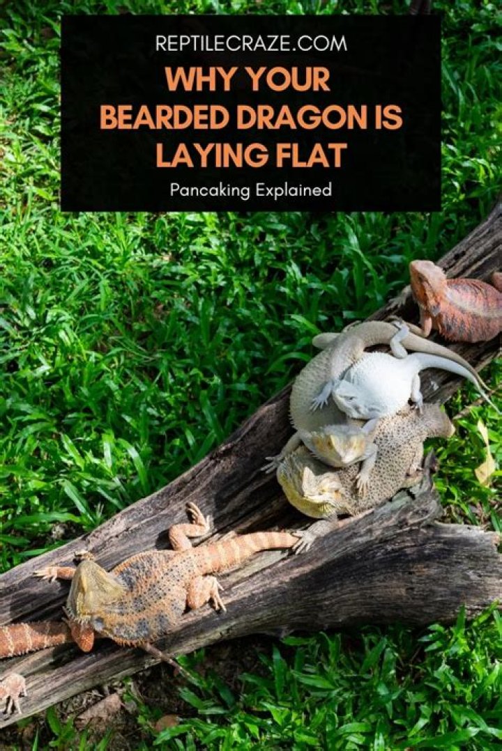What does it mean when a bearded dragon lays flat in water?