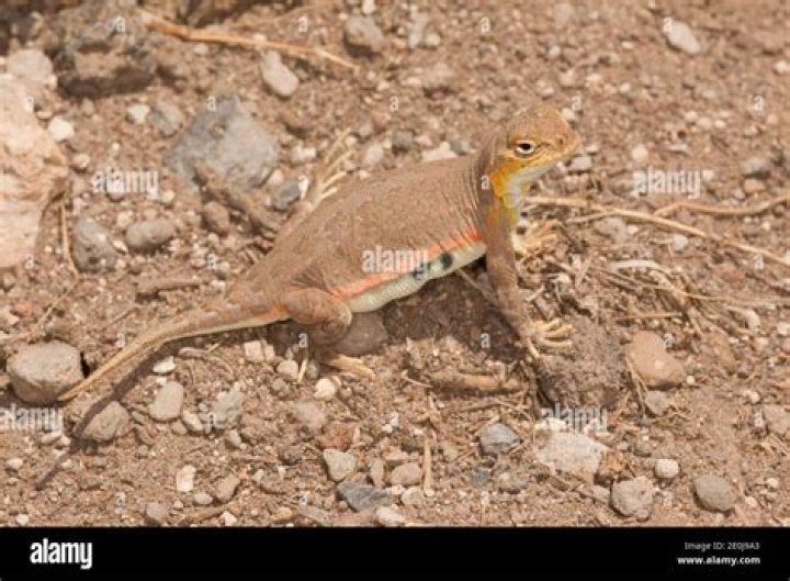 What does the lesser earless lizard eat?