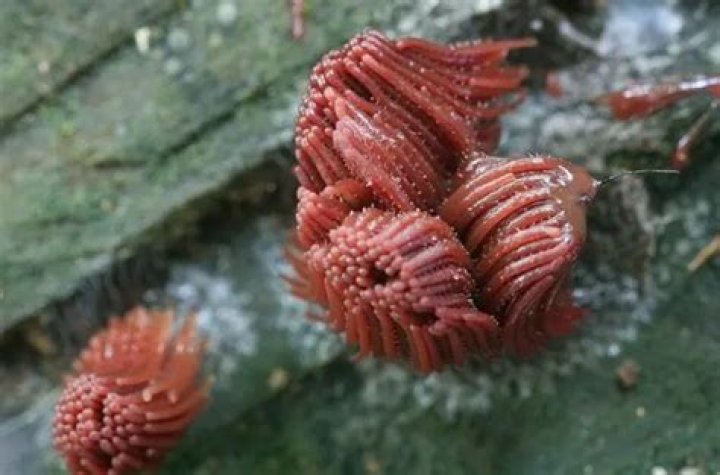 What eats Stemonitis?