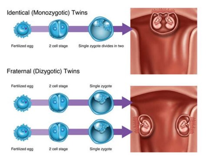 What events form fraternal twins?
