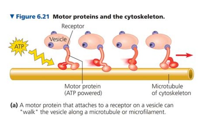 What happens if motor proteins are damaged?