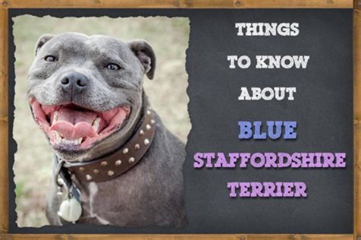 What is a blue Staffordshire?