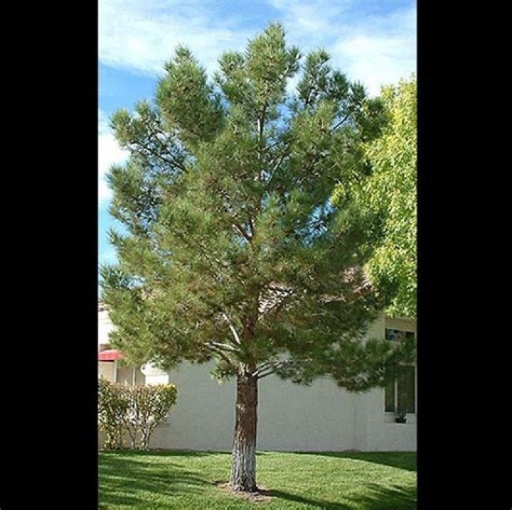 What is a Mondell pine?