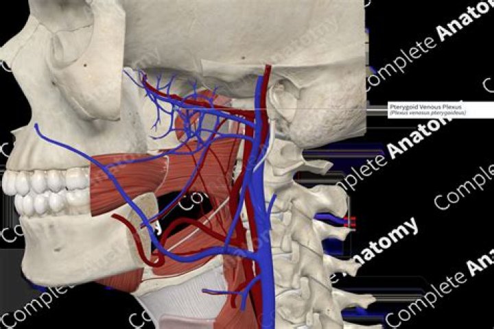 What is a pterygoid plexus of veins?
