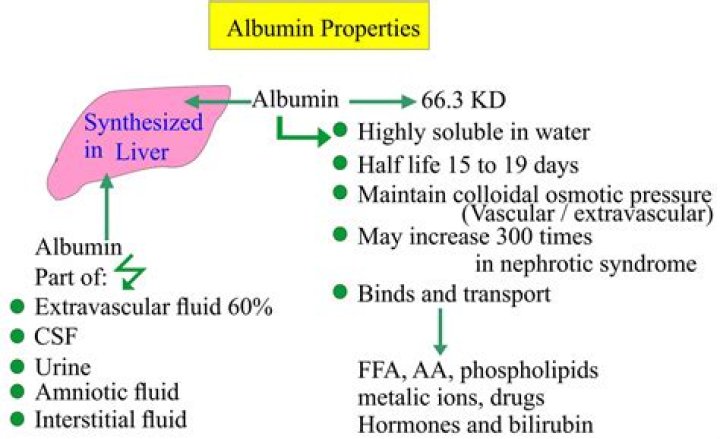 What is albumin used for?