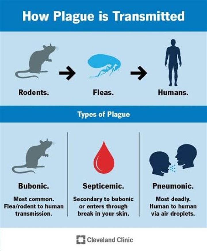 What is another name for the germ?