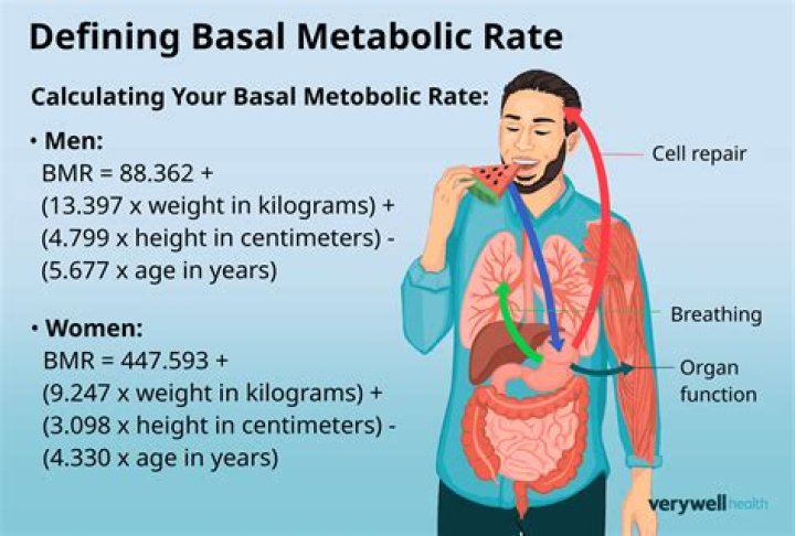 What is basal metabolic rate in simple terms?
