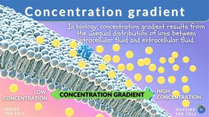 What is concentration gradient simple definition?