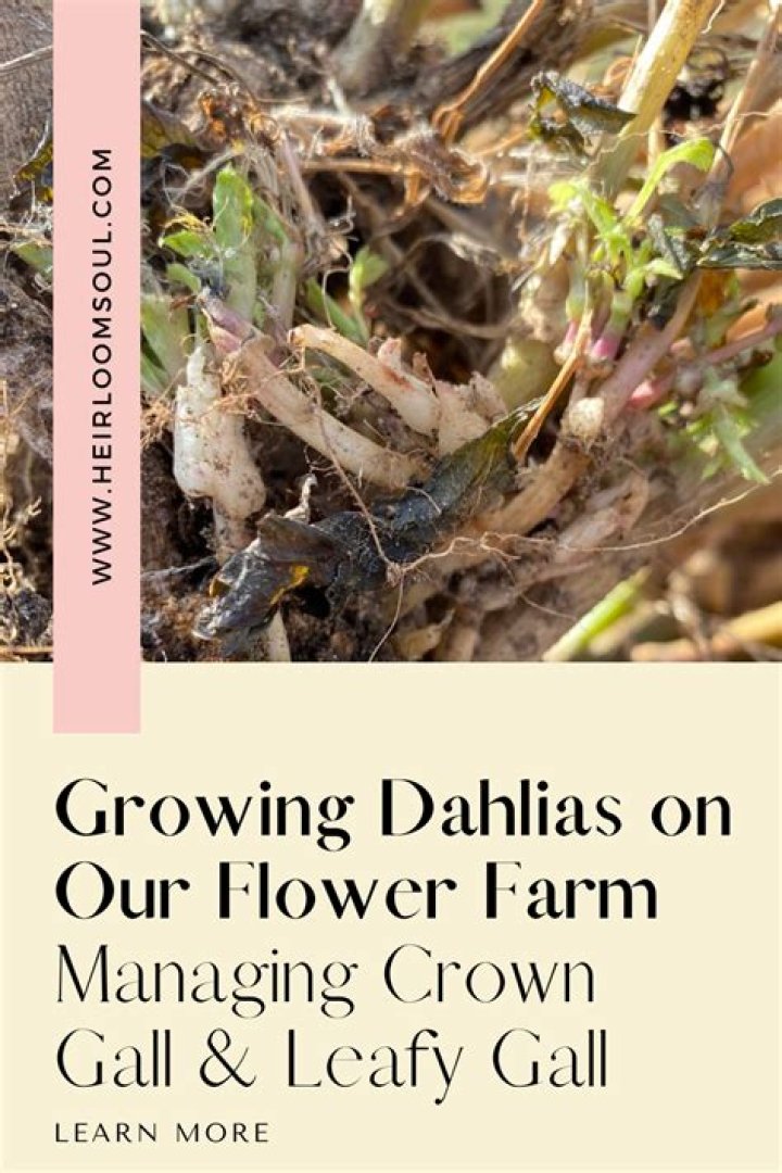 What is crown gall disease in plants?