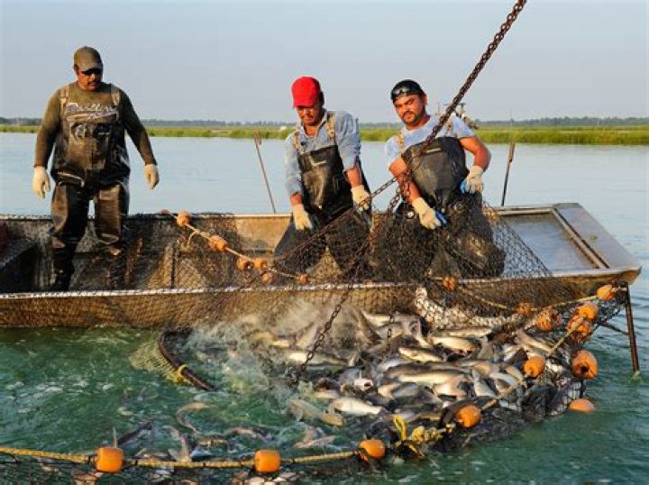 What is marine and aquaculture?