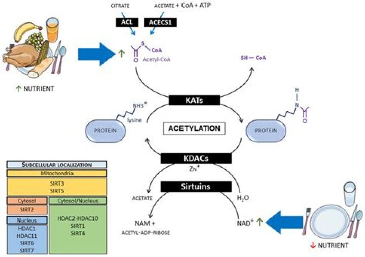 What is protein acetylation?