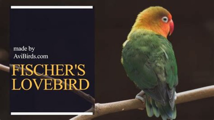 What is the difference between Fischer and lovebird?