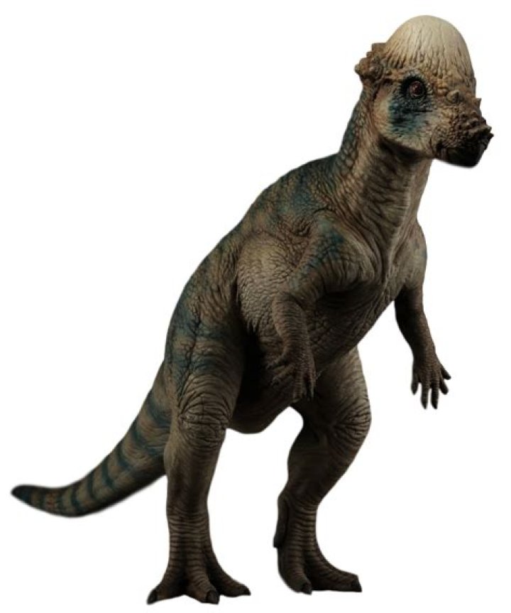 What is the dinosaur with a helmet head?