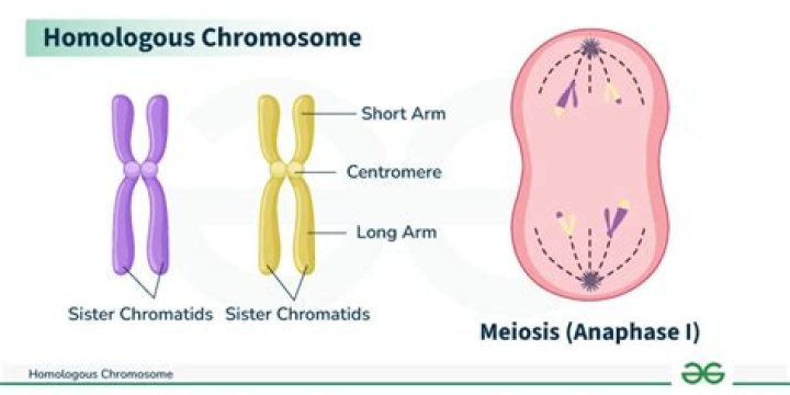 What is the meaning of homologous chromosomes?