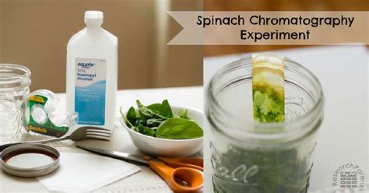 What is the purpose of the spinach chromatography lab?