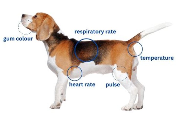 What is the respiration rate of dogs?