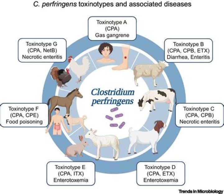 What is the role of alpha toxin in Clostridium perfringens?