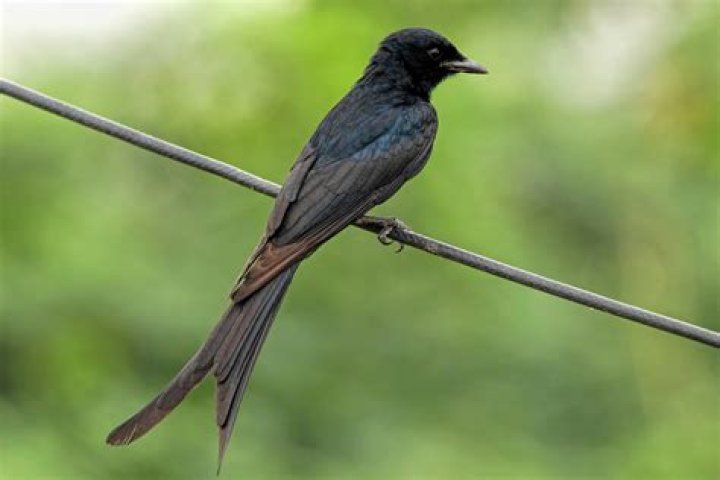 What kind of bird is a drongo?