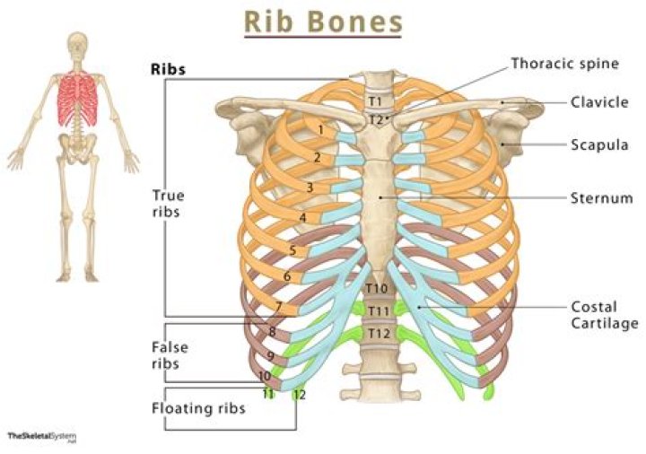 What organ is on the left side under the ribs?