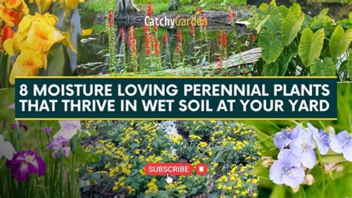 What perennials thrive in wet soil?