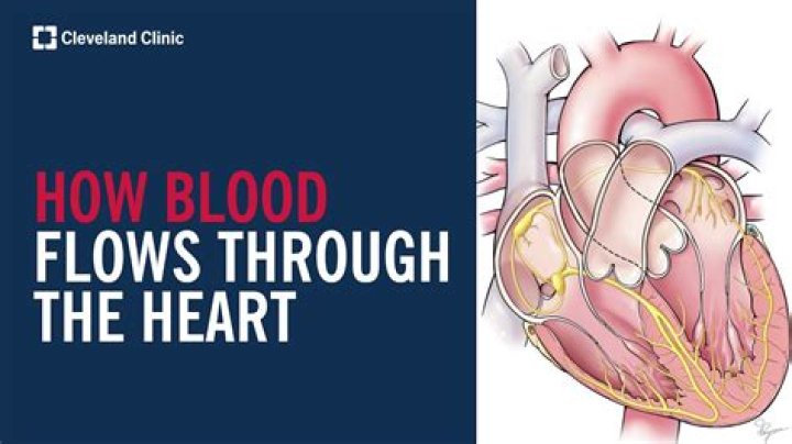 What plant does a sea heart come from?