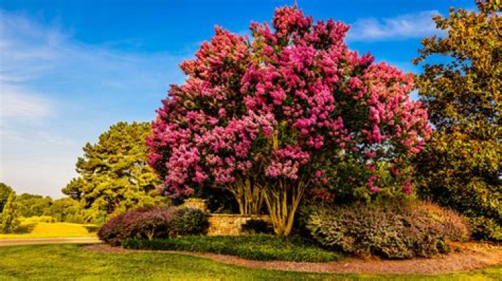 What plants survive windy conditions?