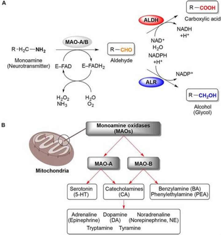 What role does monoamine oxidase MAO play in the body?