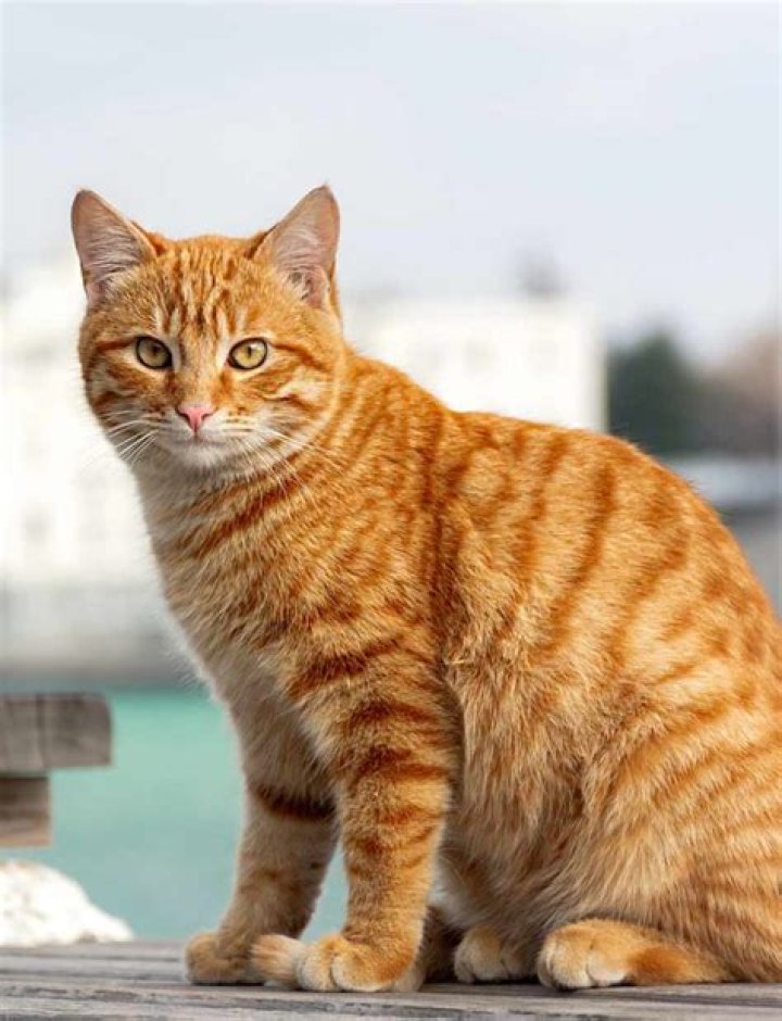 What should I name my orange tabby cat?