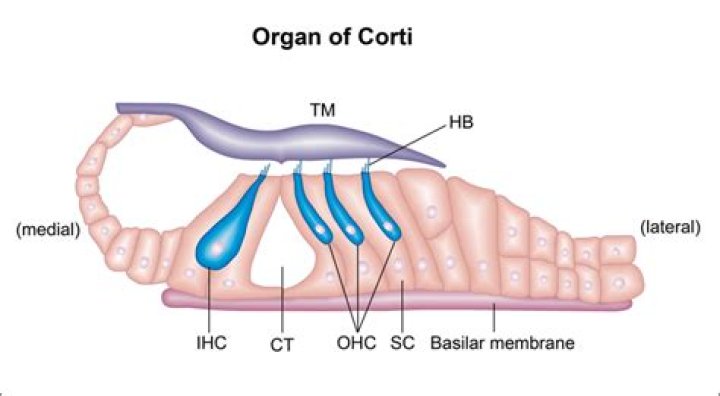 What structure contains the organ of Corti?