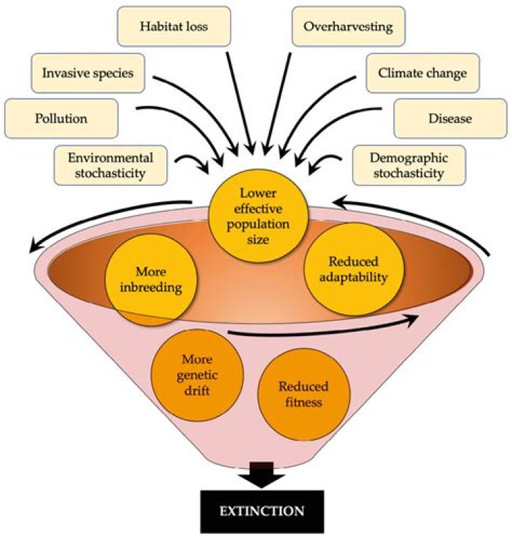 What would be the best strategy for saving a population that is in an extinction vortex?