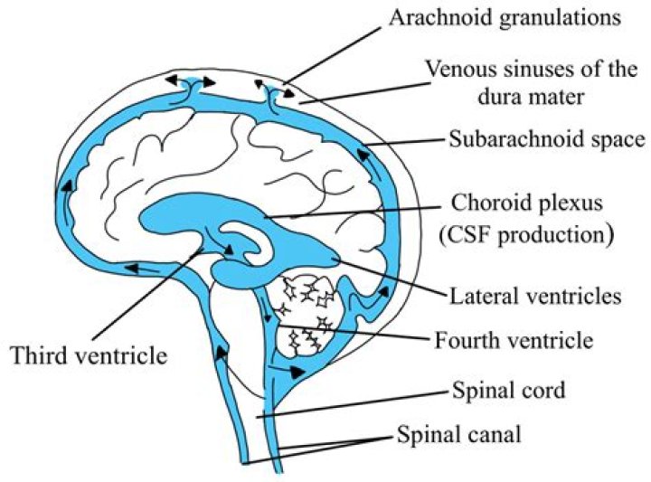 Where can I get more brain fluid?
