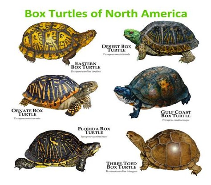 Where do you find box turtles?