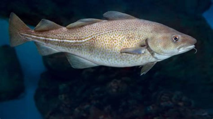 Where do you find cod fish?