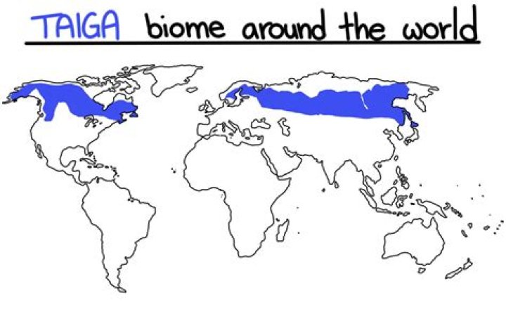 Where is taiga located?