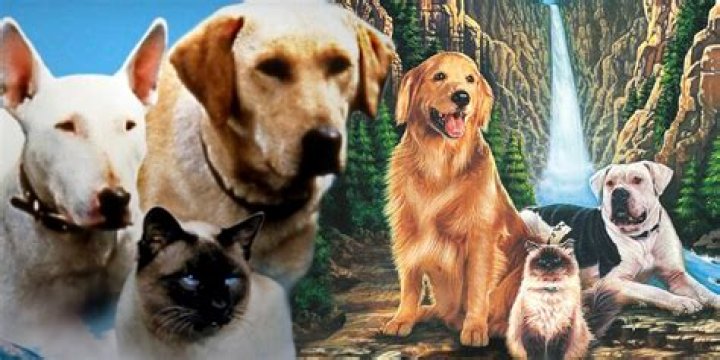 Which animal dies in Homeward Bound?