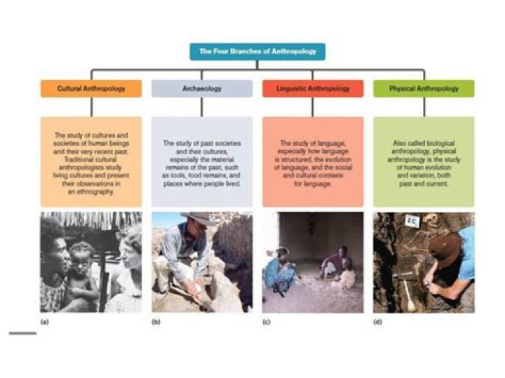 Which branch of anthropology would study how goods and services are produced and distributed in a society?