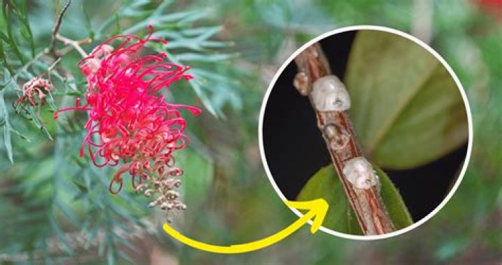 Why do my grevilleas keep dying?