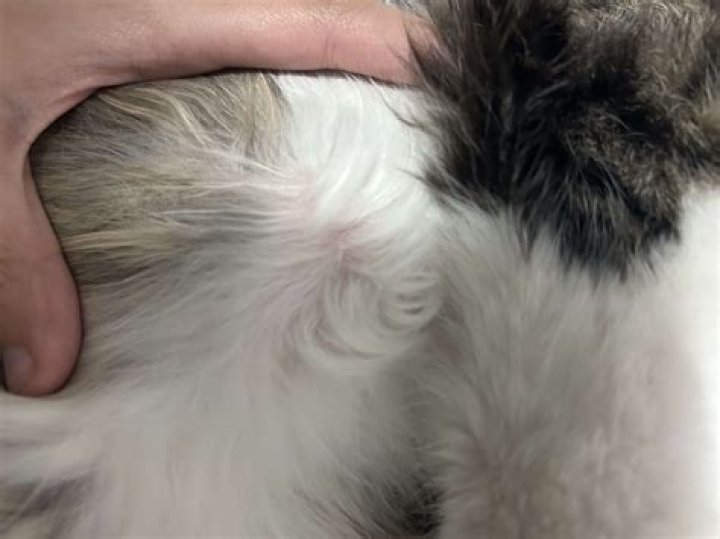 Why does my cat have a lump on his back?