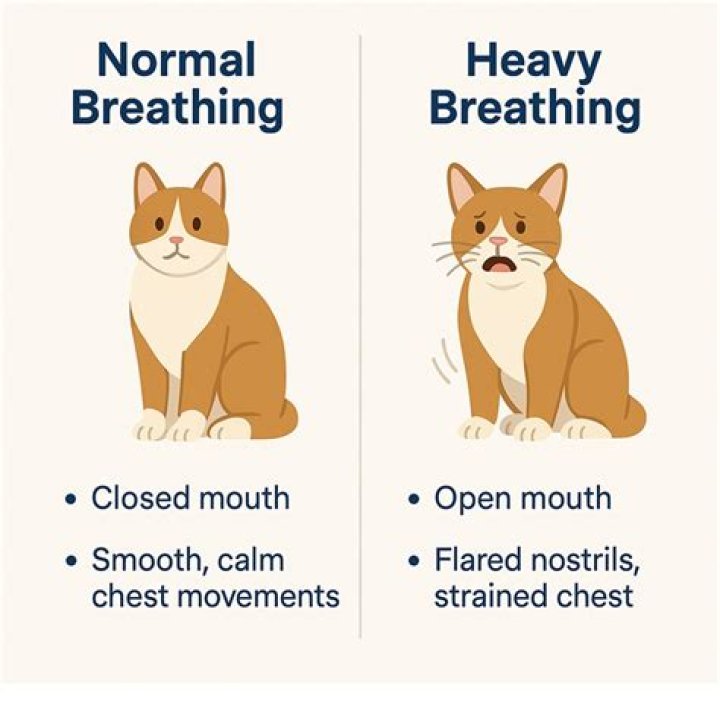Why is my cat breathing fast after surgery?