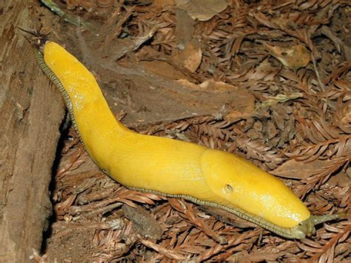 Why is UCSC The banana slugs?